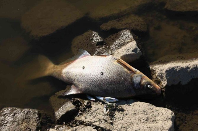 Polonya’nın Oder Nehri’nde Ekolojik Felaket
