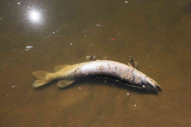 Polonya’nın Oder Nehri’nde Ekolojik Felaket