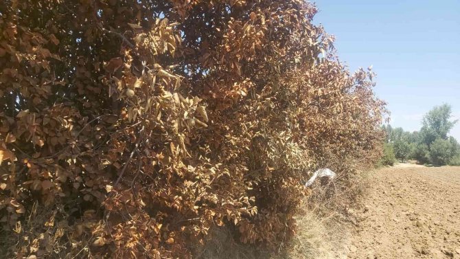 Ayva Ağaçları Meyveleriyle Birlikte Yandı