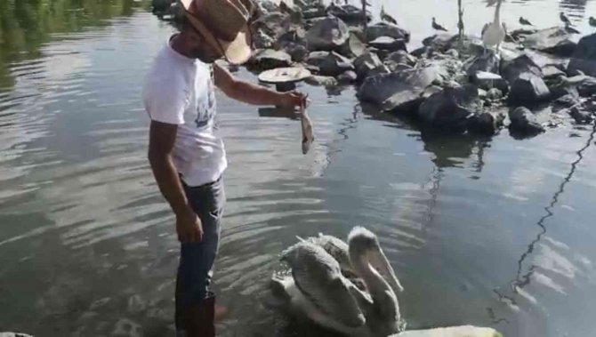 Çıldırlı Balıkçı Pelikanları Eliyle Besliyor