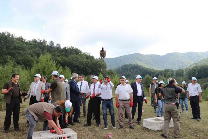 Zonguldak’ta Bin Sülün Doğaya Salındı