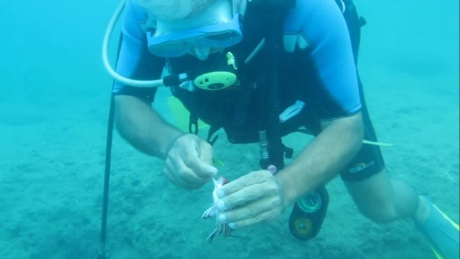 Antalya’da Balık Isırma Şikayetleri Arttı, Uzman İsim Açıklama Yaptı