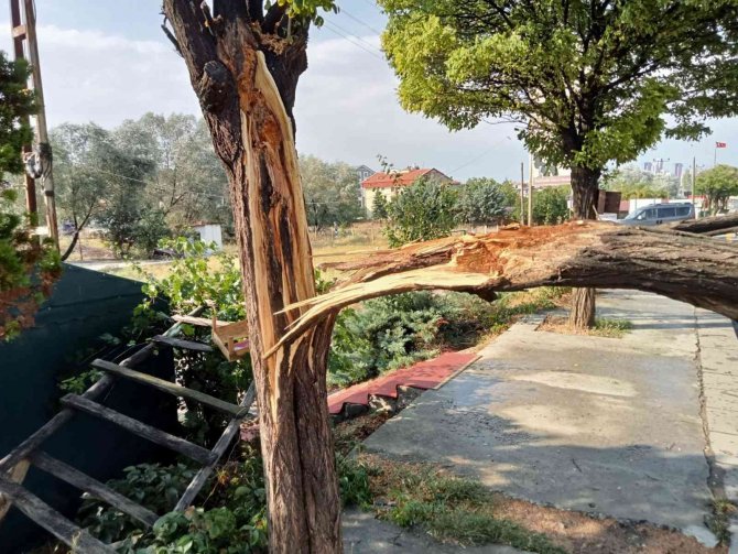 Başkent’te Etkili Olan Fırtına Bir Ağacı Yerinden Söktü