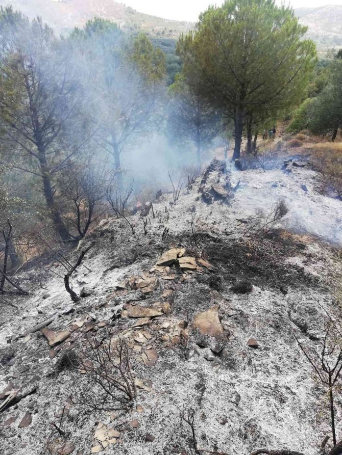 Trafoya Çarpan Şahin Yangına Sebep Oldu