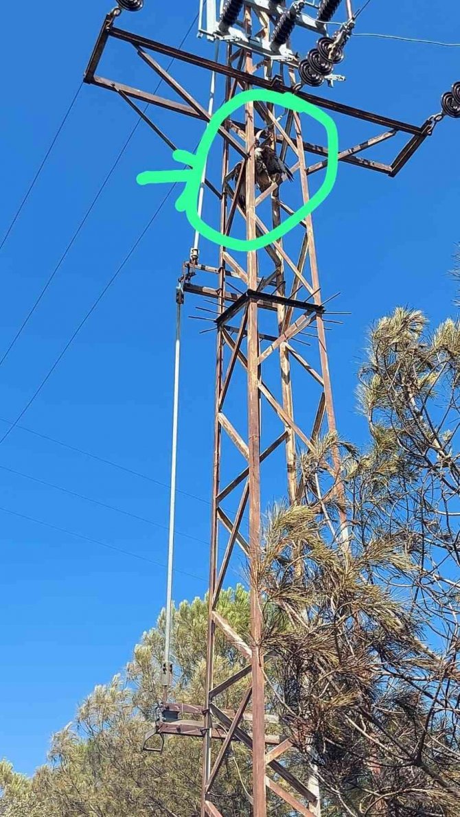 Trafoya Çarpan Şahin Yangına Sebep Oldu