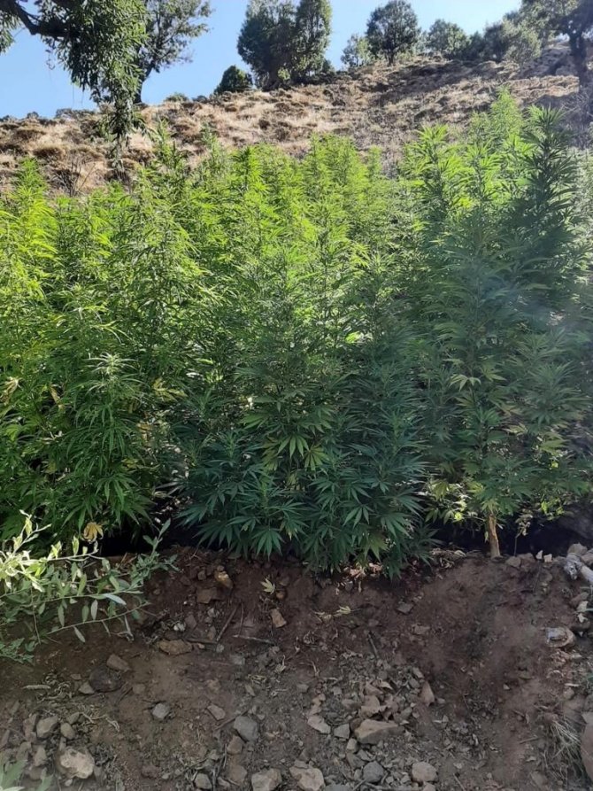 Bingöl’de 197 Bin Kök Kenevir Ele Geçirildi