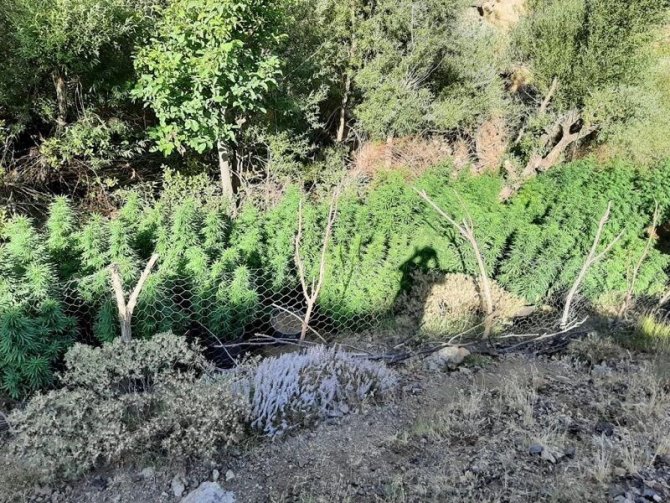 Bingöl’de 197 Bin Kök Kenevir Ele Geçirildi