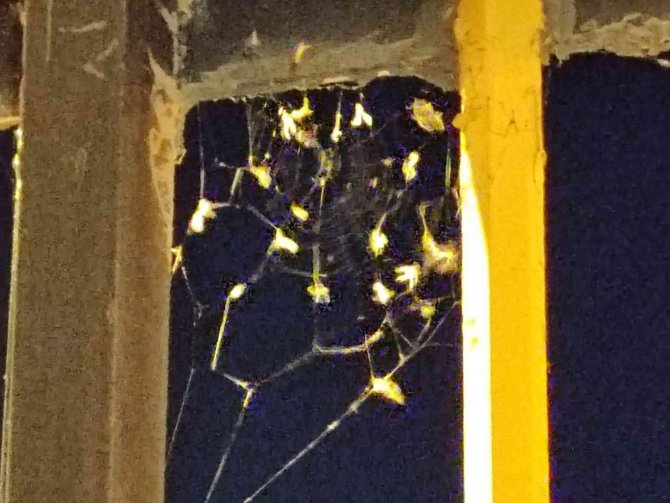 ’’Birgün’’lük Ölüm Dansı