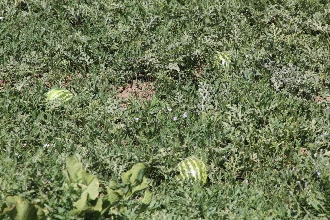 Güroymak’ta Karpuz Tarlada Kaldı
