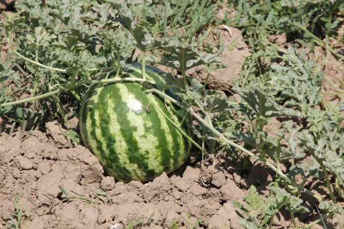 Güroymak’ta Karpuz Tarlada Kaldı