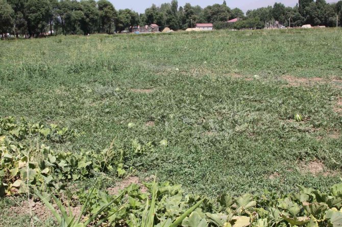Güroymak’ta Karpuz Tarlada Kaldı