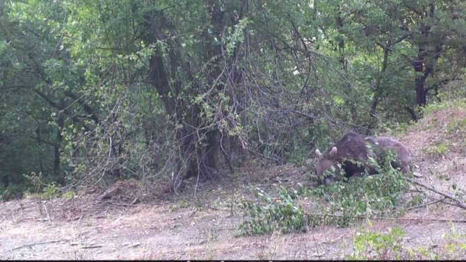 Boz Ayının Erik Yediği Anlar Foto Kapanla Görüntülendi