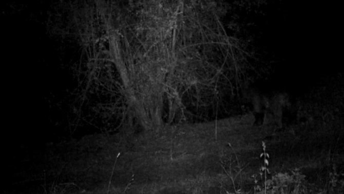 Boz Ayının Erik Yediği Anlar Foto Kapanla Görüntülendi