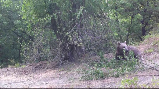 Boz Ayının Erik Yediği Anlar Foto Kapanla Görüntülendi
