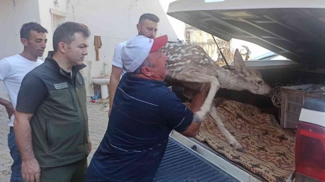 Yaralı Halde Bulduğu Yavru Geyiğe Bebek Gibi Baktı