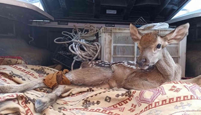 Yaralı Halde Bulduğu Yavru Geyiğe Bebek Gibi Baktı