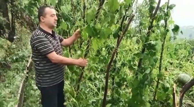 Çorum’da Dolu Tarım Arazilerini Vurdu