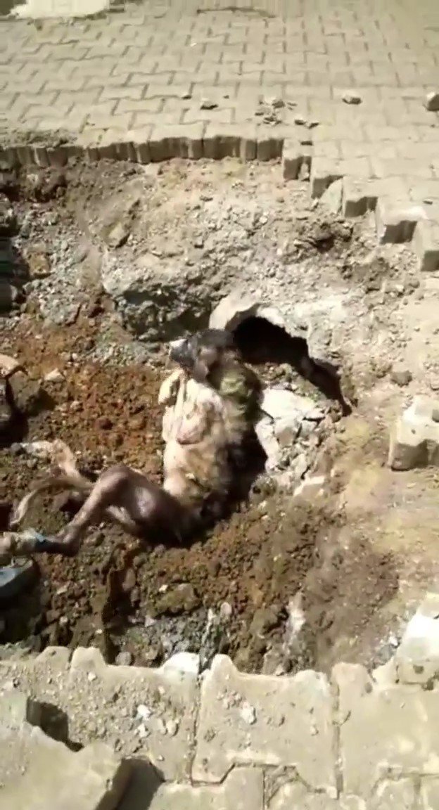 Yer Altından Gelen Garip Sesler Kanalizasyonda Mahsur Kalan Köpek Çıktı