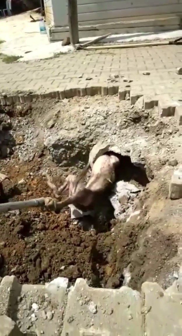 Yer Altından Gelen Garip Sesler Kanalizasyonda Mahsur Kalan Köpek Çıktı