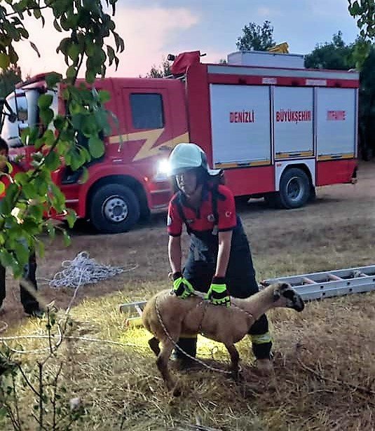 Kuyuya Düşen Koyun Kurtarıldı