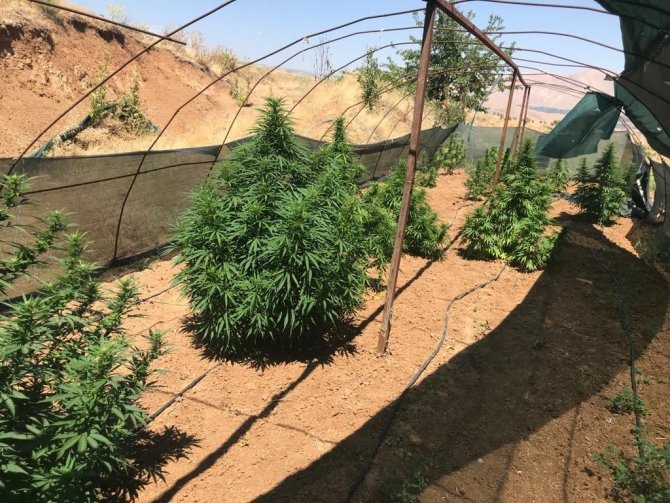 Elazığ’da 1 Kilo Esrar Ve 17 Kök Kenevir Ele Geçirildi