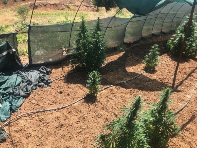 Elazığ’da 1 Kilo Esrar Ve 17 Kök Kenevir Ele Geçirildi