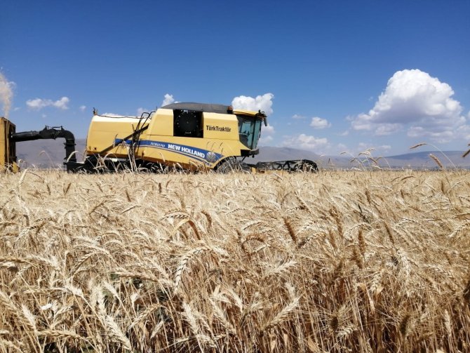 Erzurum’da Buğday Yüzde Yüz Artış Gösteriyor Beklenen Hasat Yaklaşık 300 Bin Ton