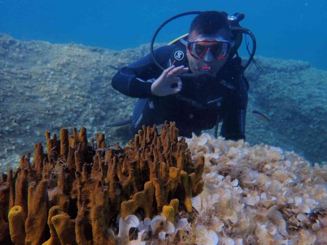 Eskişehirli Dalgıçlardan Mükemmel Deniz Altı Manzaraları