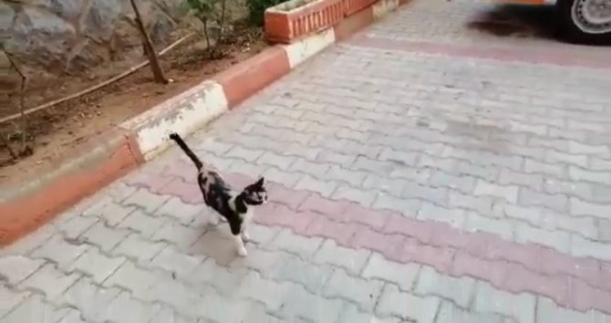 Aracın Camını Açık Bıraktı, Sürprizle Karşılaştı