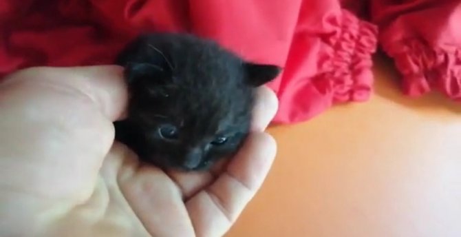 Aracın Camını Açık Bıraktı, Sürprizle Karşılaştı