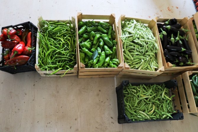 Belediye Serasında Haftada 1 Ton Hasat Yapıldı