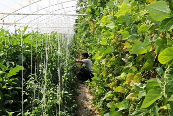 Belediye Serasında Haftada 1 Ton Hasat Yapıldı