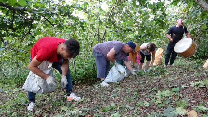 Düğün Davuluyla ‘Fındık’ Hasadı