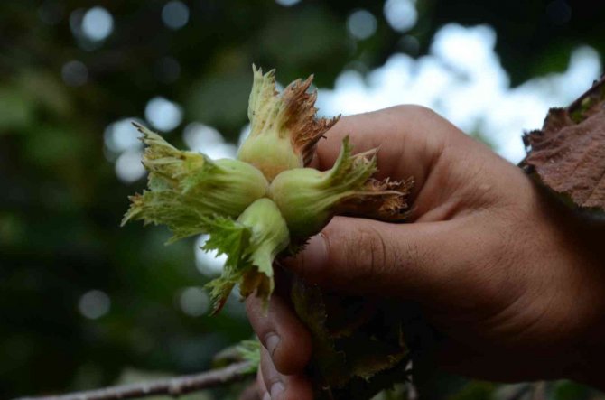 Düğün Davuluyla ‘Fındık’ Hasadı