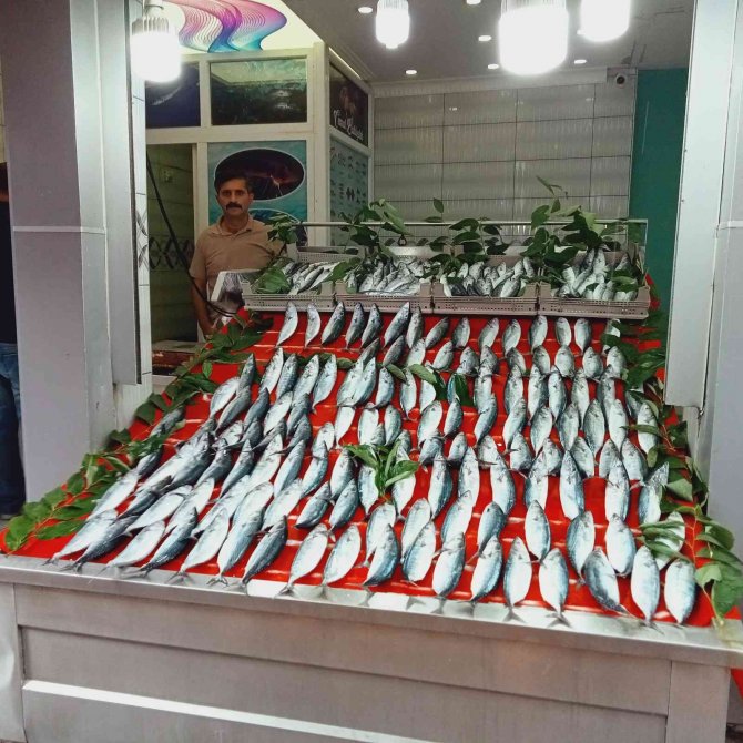 Olta İle Tutulan Palamutlar, Tezgahları Süsledi