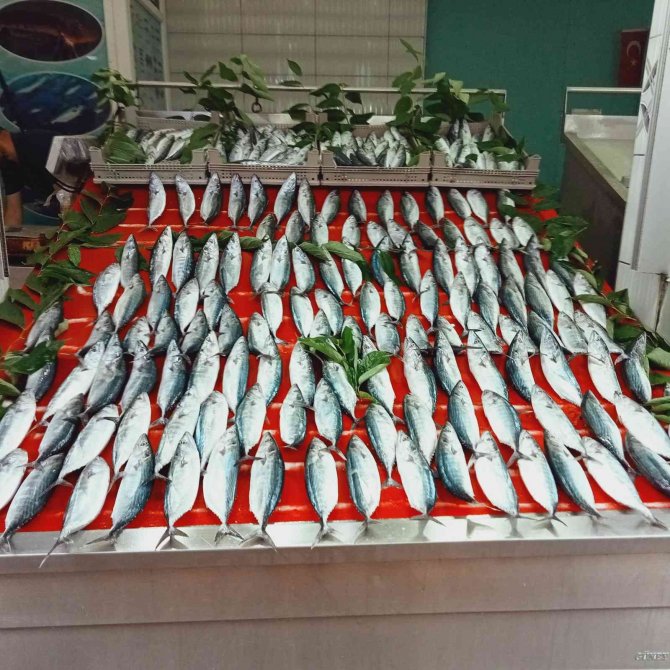 Olta İle Tutulan Palamutlar, Tezgahları Süsledi