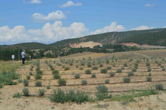 ’Lavanta Bahçesi İçerisinde Bir Okul’ Sloganı İle Adından Söz Ettirecek
