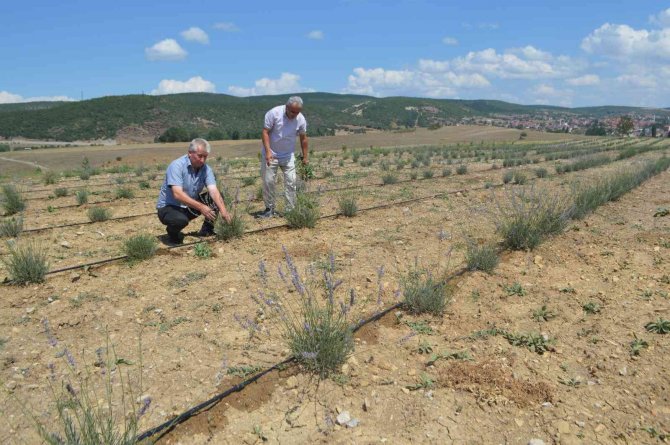 ’Lavanta Bahçesi İçerisinde Bir Okul’ Sloganı İle Adından Söz Ettirecek