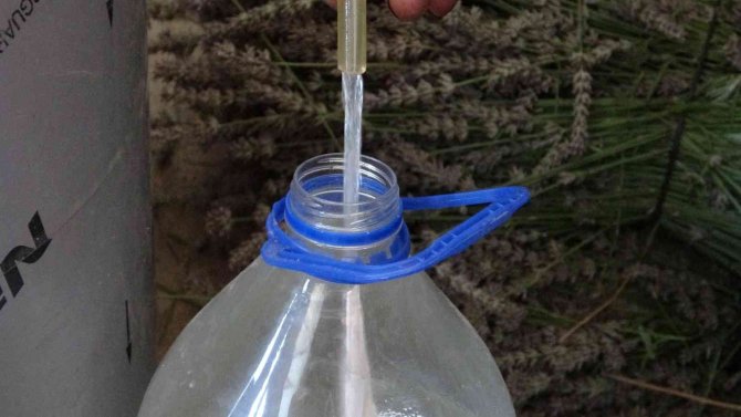 Türkiye’nin Lavanta Merkezinde Üretilen Lavanta Yağı Birçok Ülkeye İhraç Ediliyor