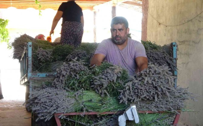 Türkiye’nin Lavanta Merkezinde Üretilen Lavanta Yağı Birçok Ülkeye İhraç Ediliyor