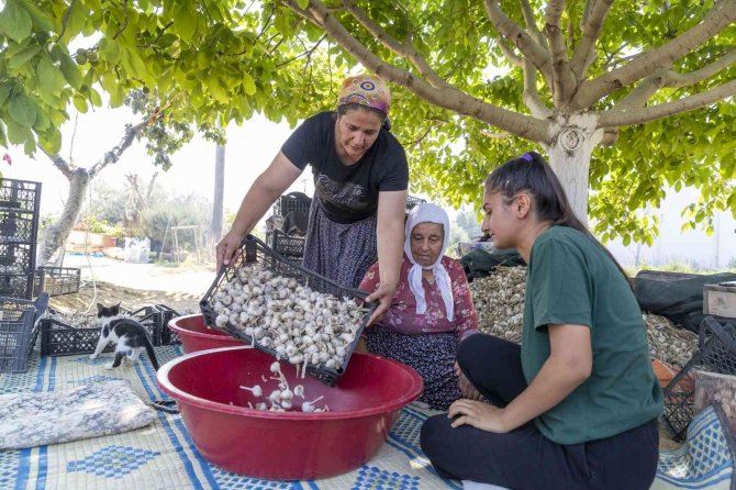 50 Yıllık Ata Tohumu, Mersinden Kadın Kooperatifi İle Sofralarda Yerini Aldı