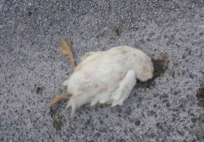 Tarsus’ta 15 Kaz Telef Olmuş Halde Bulundu