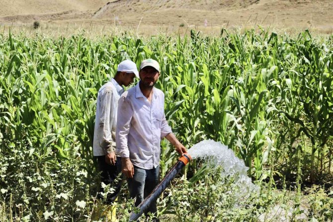 Murat Nehri’nden Faydalanan Öğretmen, Boş Araziyi Mısır Tarlasına Çevirdi