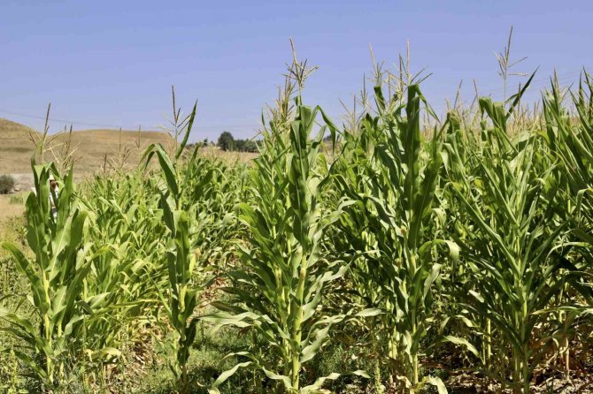 Murat Nehri’nden Faydalanan Öğretmen, Boş Araziyi Mısır Tarlasına Çevirdi