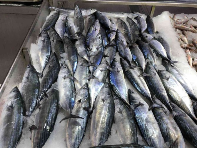 Sezonun İlk Palamutları 30 Liradan Tezgâhlarda