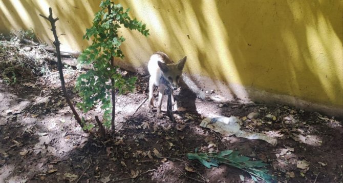 Bitkin Halde Bulunan Tilki Ve Leylek Tedavisinin Ardından Doğaya Salındı