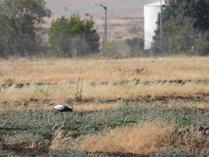 Bitkin Halde Bulunan Tilki Ve Leylek Tedavisinin Ardından Doğaya Salındı