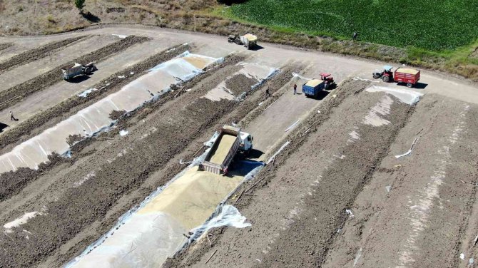 Buğdayda Bereket Yılı, Depolar Doldu Taştı