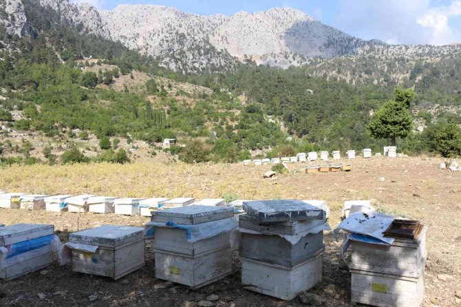 Büyükşehir Serikli Arıcıların Yüzünü Güldürdü