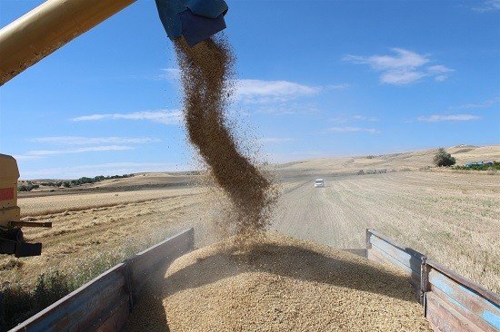 Yozgat’ta Yerli Çeşit Arpa Hasadı Yapıldı